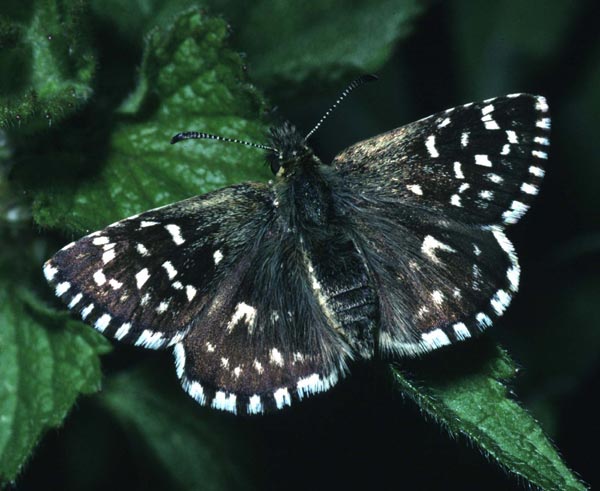 Gwibiwr brith (Natural England)